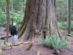Randall views a cedar tree estimated at 800 years old, BC